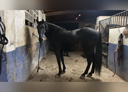 Caballo de deporte español, Caballo castrado, 11 años, Negro