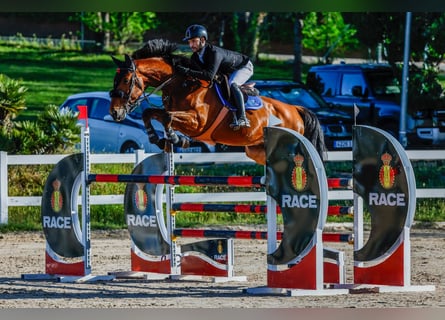 Caballo de deporte español, Caballo castrado, 12 años