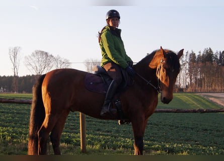 Caballo de deporte español, Caballo castrado, 13 años, 160 cm, Castaño