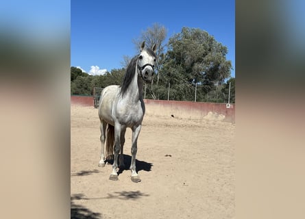 Caballo de deporte español, Caballo castrado, 15 años, 165 cm, Tordo