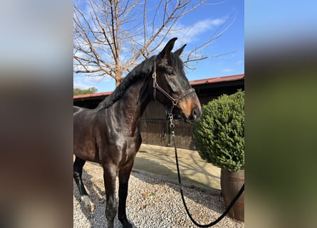 Caballo de deporte español, Caballo castrado, 3 años, 170 cm, Castaño oscuro