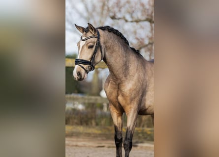 Caballo de deporte español, Caballo castrado, 4 años, 154 cm, Buckskin/Bayo