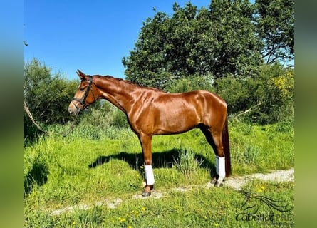 Caballo de deporte español, Caballo castrado, 4 años, 159 cm, Alazán