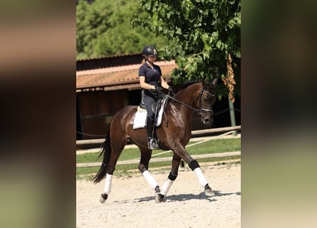 Caballo de deporte español, Caballo castrado, 4 años, 168 cm, Castaño oscuro