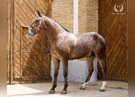 Caballo de deporte español, Caballo castrado, 4 años, 170 cm, Atigrado/Moteado