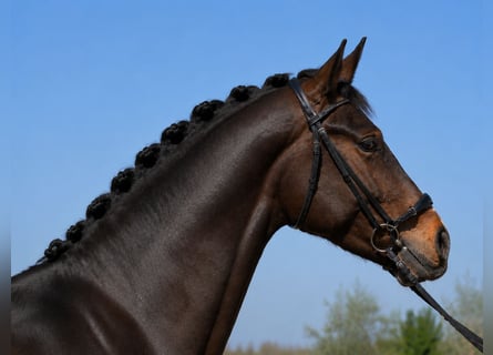 Caballo de deporte español, Caballo castrado, 4 años, 170 cm, Castaño oscuro