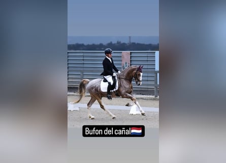 Caballo de deporte español, Caballo castrado, 5 años, 159 cm, Tordo ruano