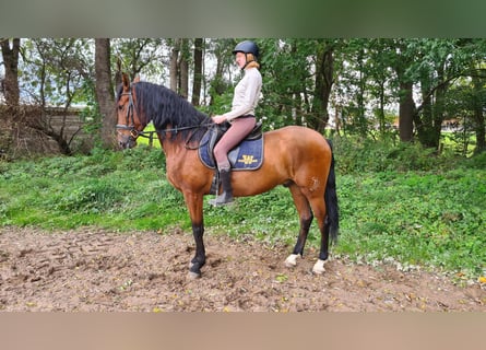 Caballo de deporte español, Caballo castrado, 5 años, 166 cm, Castaño