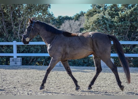 Caballo de deporte español, Caballo castrado, 5 años, 166 cm, Negro