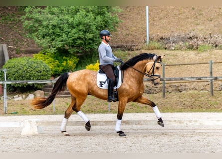 Caballo de deporte español, Caballo castrado, 5 años, 174 cm, Bayo