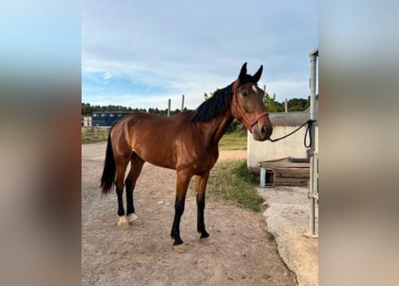 Caballo de deporte español, Caballo castrado, 5 años, 179 cm, Castaño