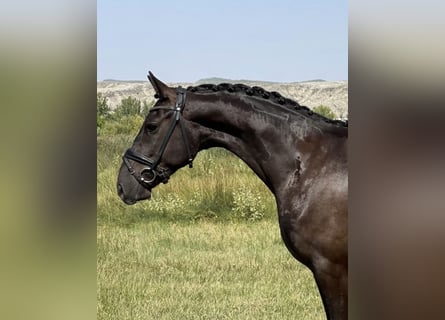 Caballo de deporte español, Caballo castrado, 6 años, 159 cm, Negro