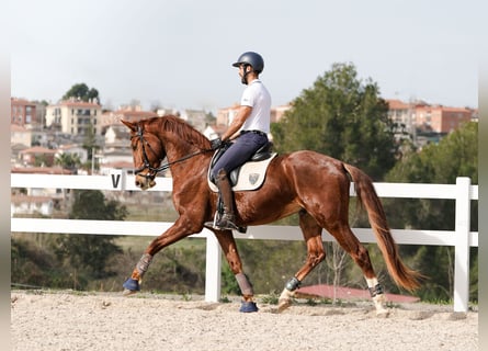 Caballo de deporte español, Caballo castrado, 6 años, 168 cm, Alazán