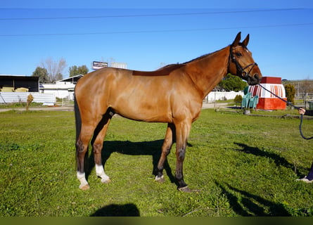 Caballo de deporte español, Caballo castrado, 6 años, 174 cm, Castaño