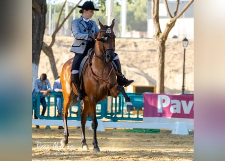 Caballo de deporte español, Caballo castrado, 7 años, 160 cm, Castaño