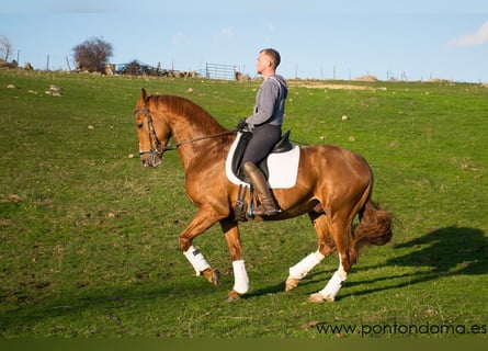 Caballo de deporte español, Caballo castrado, 7 años, 168 cm, Alazán