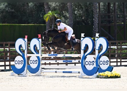 Caballo de deporte español, Caballo castrado, 7 años, 171 cm, Negro