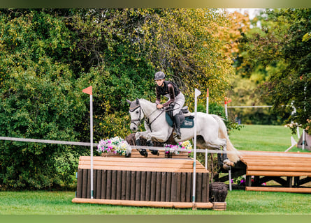 Caballo de deporte español, Caballo castrado, 8 años, 148 cm, Tordo