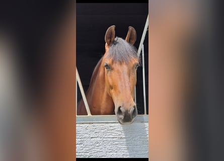 Caballo de deporte español, Caballo castrado, 8 años, 150 cm, Castaño