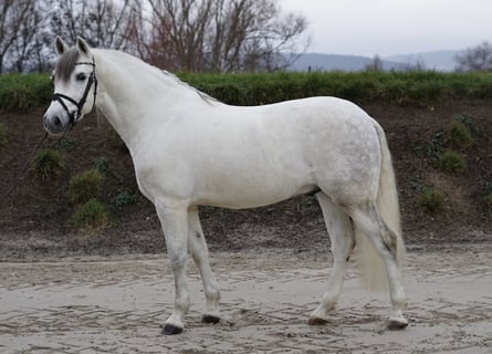 Caballo de deporte español, Caballo castrado, 8 años, 155 cm, White/Blanco