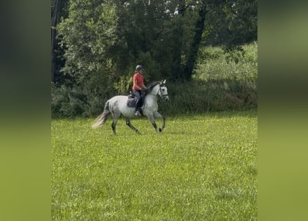 Caballo de deporte español, Caballo castrado, 9 años, 160 cm, Tordo