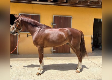 Caballo de deporte español, Caballo castrado, 9 años, 175 cm