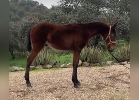 Caballo de deporte español Mestizo, Semental, 1 año, 165 cm, Castaño