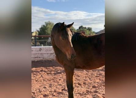 Caballo de deporte español, Semental, 2 años