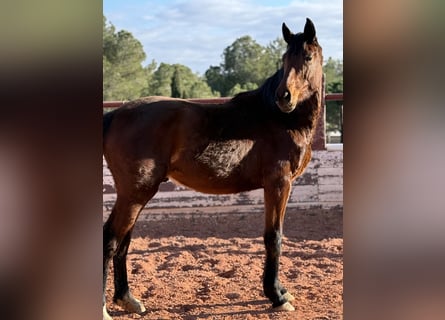 Caballo de deporte español, Semental, 2 años, Castaño