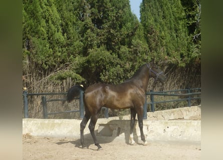 Caballo de deporte español, Semental, 3 años, 159 cm, Negro