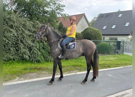 Caballo de deporte español, Semental, 3 años, 161 cm, Musgo marrón