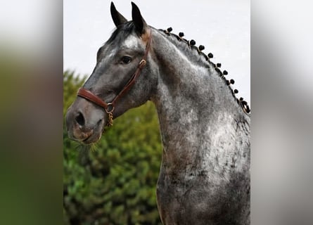 Caballo de deporte español Mestizo, Semental, 3 años, 162 cm, Musgo