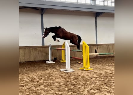 Caballo de deporte español, Semental, 3 años, 170 cm, Castaño