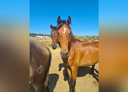 Caballo de deporte español, Semental, 3 años, Castaño