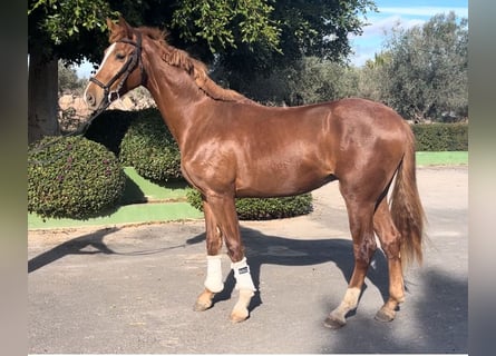 Caballo de deporte español, Semental, 4 años, 167 cm, Alazán