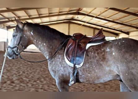 Caballo de deporte español Mestizo, Semental, 6 años, 163 cm, Bayo