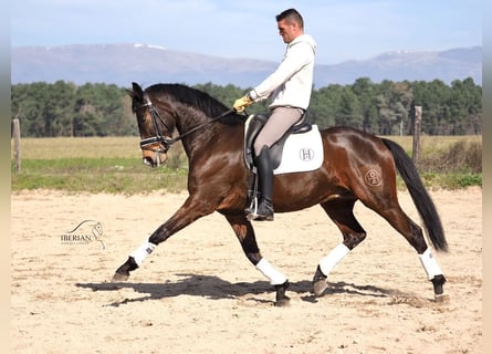 Caballo de deporte español, Semental, 6 años, 165 cm, Castaño