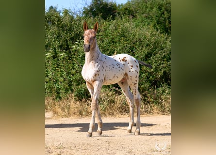 Caballo de deporte español, Semental, Potro (05/2026), Atigrado/Moteado