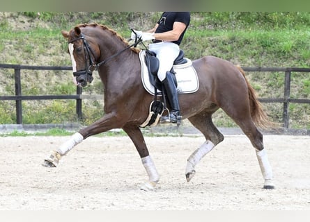 Caballo de deporte español, Yegua, 10 años, 162 cm, Castaño