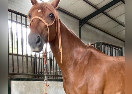 Caballo de deporte español Mestizo, Yegua, 11 años, 163 cm, Alazán-tostado