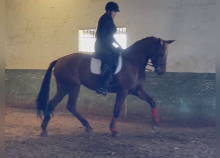 Caballo de deporte español, Yegua, 13 años, 169 cm, Alazán-tostado