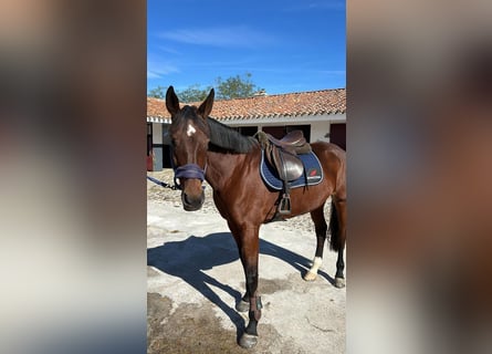 Caballo de deporte español, Yegua, 14 años, 168 cm, Castaño