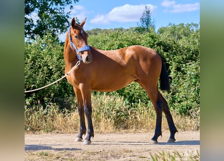 Caballo de deporte español, Yegua, 1 año, 150 cm, Castaño