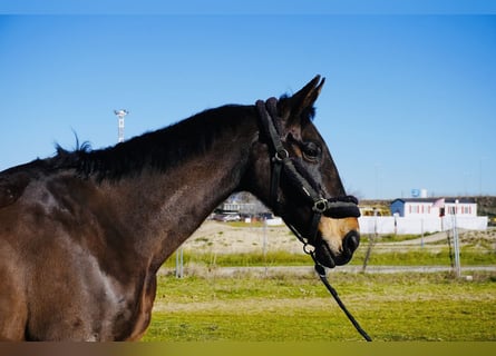 Caballo de deporte español, Yegua, 22 años, 180 cm, Castaño