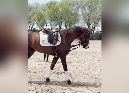 Caballo de deporte español, Yegua, 3 años, 165 cm