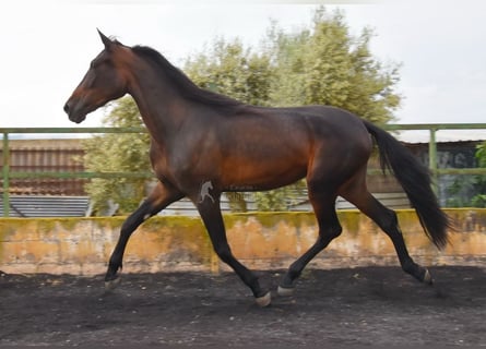 Caballo de deporte español, Yegua, 3 años, 168 cm, Castaño oscuro