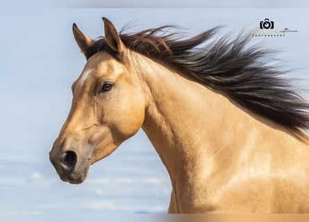 Caballo de deporte español, Yegua, 4 años, 155 cm, Buckskin/Bayo