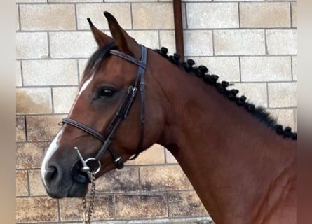 Caballo de deporte español, Yegua, 4 años, 159 cm, Castaño