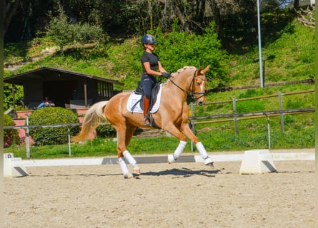 Caballo de deporte español, Yegua, 4 años, 161 cm, Palomino
