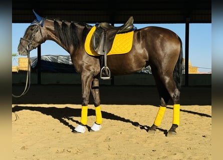 Caballo de deporte español, Yegua, 5 años, 157 cm, Negro